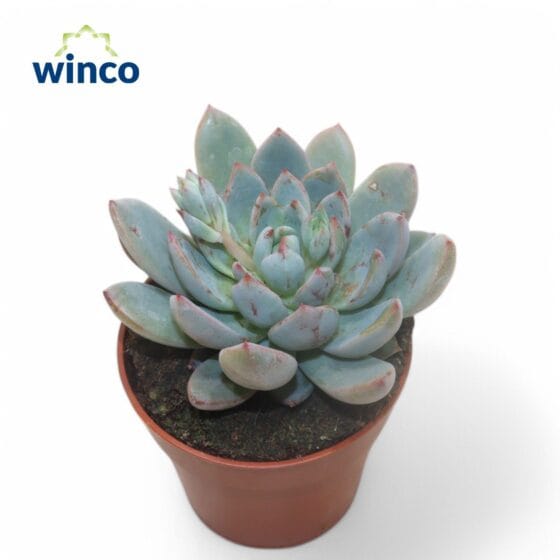 Sukulent Echeveria Echeveria Yummie roślina do terrarium dla gadów pustynnych - obrazek 2