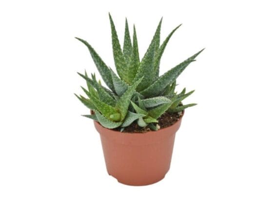 Sukulent Aloe Safari Migori roślina do terrarium dla gadów pustynnych