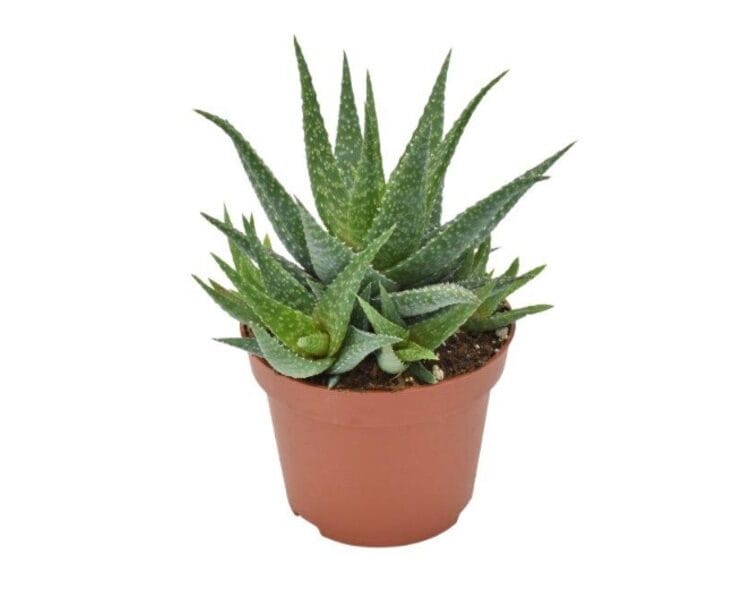 Sukulent Aloe Safari Migori roślina do terrarium dla gadów pustynnych