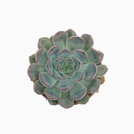 Sukulent Echeveria 'Hercules' roślina do terrarium dla gadów pustynnych - obrazek 2