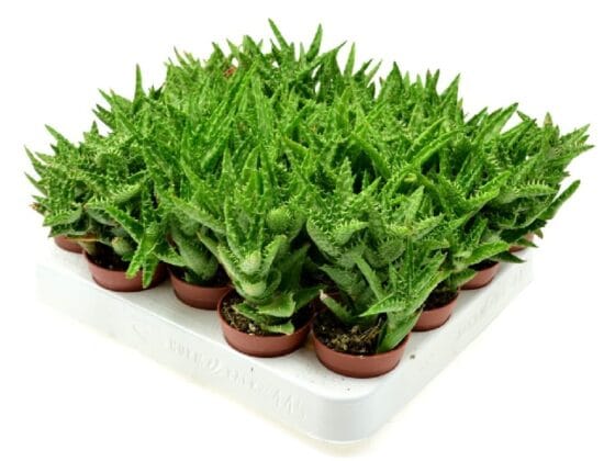 Sukulent Aloe squarrosa roślina do terrarium dla gadów pustynnych - obrazek 2