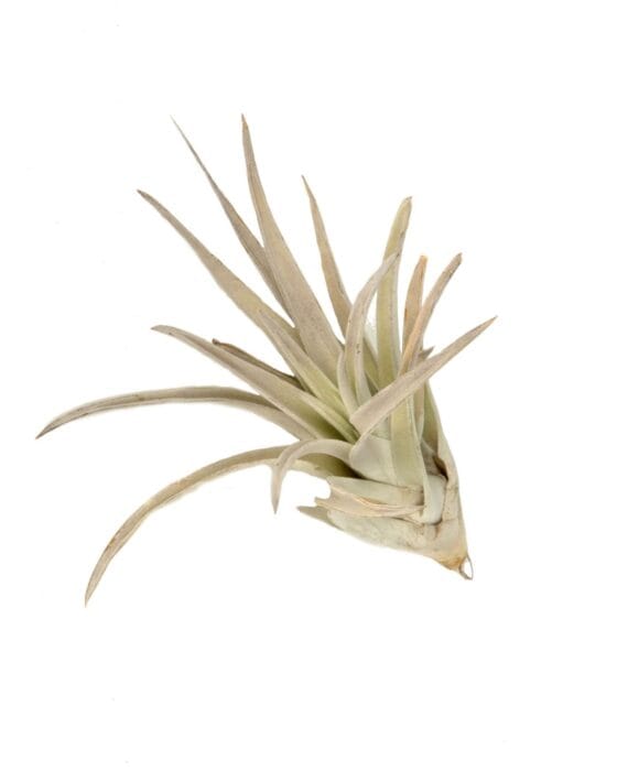 Oplątwa Tillandsia harissi - obrazek 2