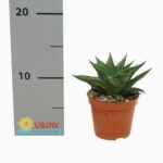 Sukulent Haworthia limifolia Twister roślina do terrarium dla gadów pustynnych - obrazek 3