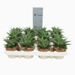 Sukulent Haworthia limifolia Twister roślina do terrarium dla gadów pustynnych - obrazek 4