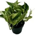 Epipremnum Scindapsus Marble Queen roślina do terrariów tropikalnych dla gadów - obrazek 2