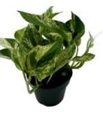 Epipremnum Scindapsus Marble Queen roślina do terrariów tropikalnych dla gadów - obrazek 2