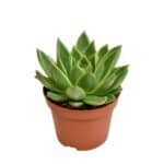 Sukulent Echeveria miranda roślina do terrarium dla gadów pustynnych