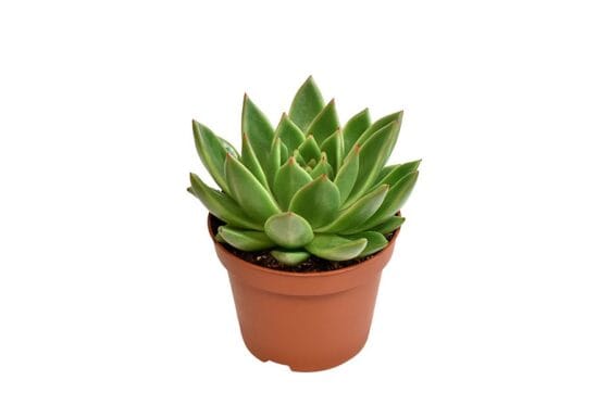 Sukulent Echeveria miranda roślina do terrarium dla gadów pustynnych