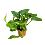 Epipremnum Scindapsus Aureus roślina do terrariów tropikalnych dla gadów - obrazek 2