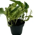 Epipremnum Scindapsus Marble Queen roślina do terrariów tropikalnych dla gadów - obrazek 3