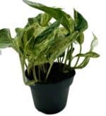 Epipremnum Scindapsus Marble Queen roślina do terrariów tropikalnych dla gadów - obrazek 3