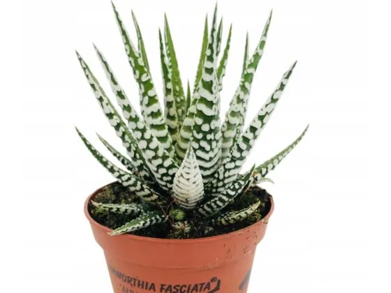 Sukulent Haworthia Fasciata Albino roślina do terrarium dla gadów pustynnych