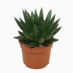 Sukulent Gasteria D due roślina do terrarium dla gadów pustynnych