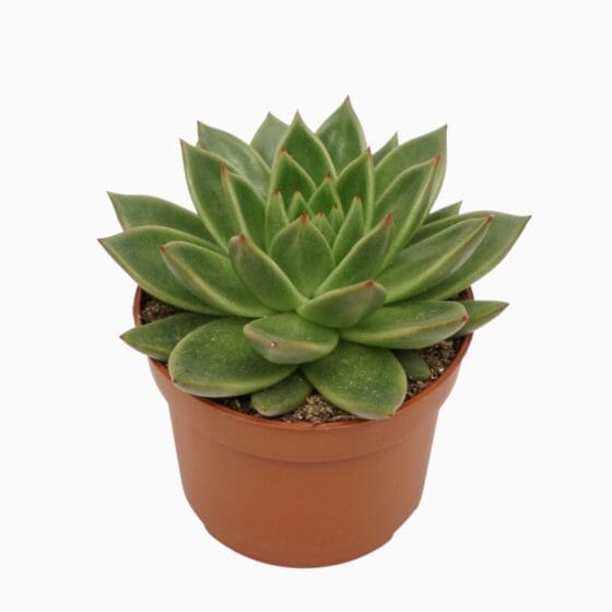 Sukulent Echeveria agavoides roślina do terrarium dla gadów pustynnych