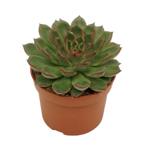 Sukulent Echeveria Skat roślina do terrarium dla gadów pustynnych