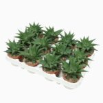 Sukulent Haworthia limifolia Twister roślina do terrarium dla gadów pustynnych - obrazek 5