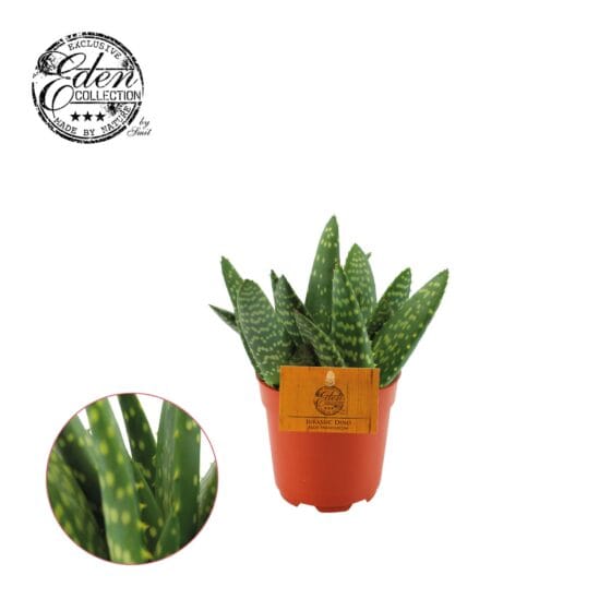 Sukulent Aloe paradisicum roślina do terrarium dla gadów pustynnych