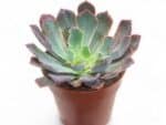 Sukulent Echeveria Neonbreaker roślina do terrarium dla gadów pustynnych