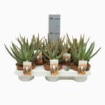 Sukulent Aloe Dannyz roślina do terrarium dla gadów pustynnych - obrazek 4