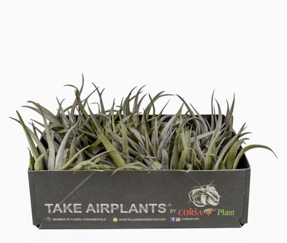 Oplątwa Tillandsia harissi - obrazek 3