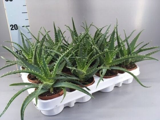 Sukulent Aloe Arborescens roślina do terrarium dla gadów pustynnych - obrazek 2