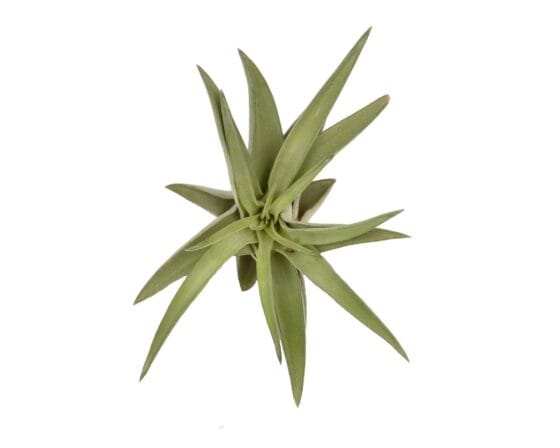 Tillandsia abdita rood/groen - obrazek 2