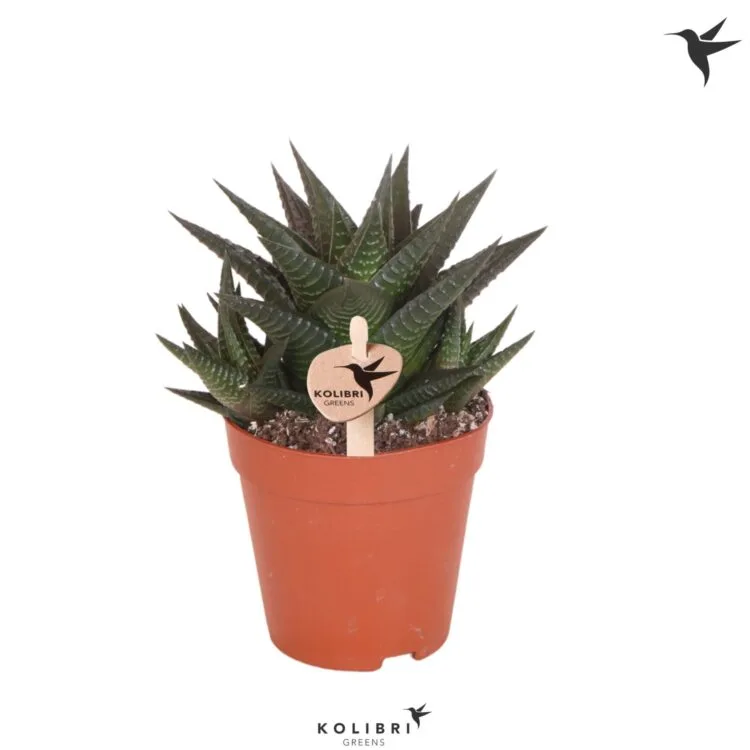 Sukulent Haworthia limifolia roślina do terrarium dla gadów pustynnych