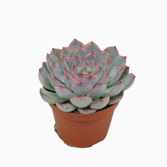 Sukulent Echeveria 'Hercules' roślina do terrarium dla gadów pustynnych