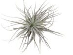 Oplątwa Tillandsia Super Silver