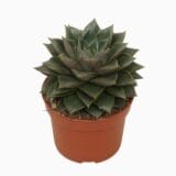 Sukulent Echeveria Chinensis L roślina do terrarium dla gadów pustynnych