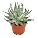 Sukulent Aloe humilis Mara roślina do terrarium dla gadów pustynnych