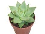 Sukulent agave Ebony Echeveria roślina do terrarium dla gadów pustynnych