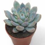 Sukulent Echeveria Echeveria Yummie roślina do terrarium dla gadów pustynnych