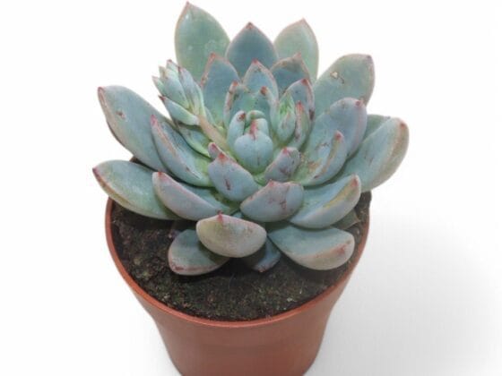 Sukulent Echeveria Echeveria Yummie roślina do terrarium dla gadów pustynnych