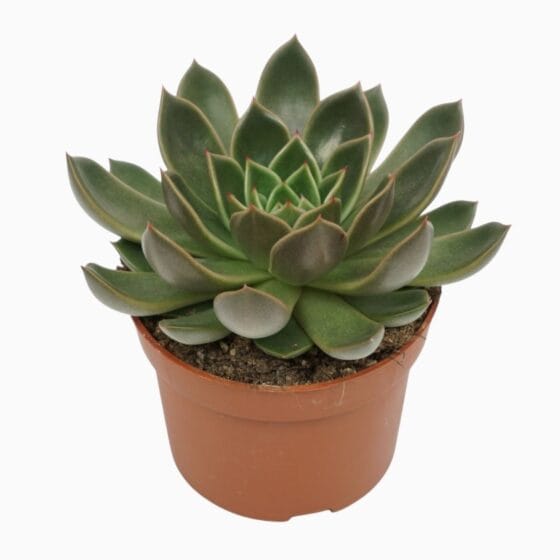 Sukulent Echeveria Mira roślina do terrarium dla gadów pustynnych