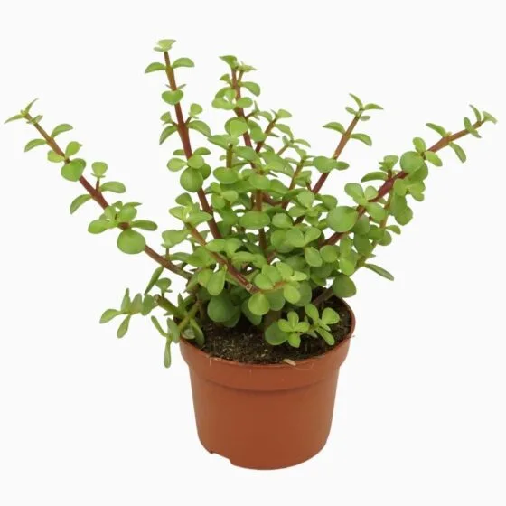 Sukulent Portulacaria Afra roślina do terrarium dla gadów pustynnych