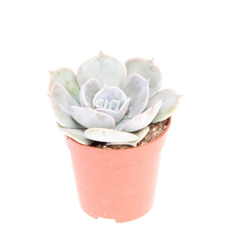 Sukulent Echeveria 'Pollux' roślina do terrarium dla gadów pustynnych