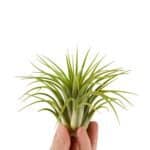 Oplątwa Tillandsia Ionantha zielona XL