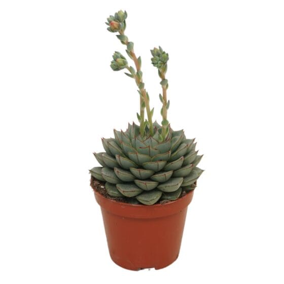 Sukulent Echeveria fabiola roślina do terrarium dla gadów pustynnych