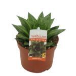 Sukulent Gasteria 'D Tiga roślina do terrarium dla gadów pustynnych