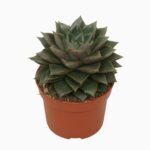 Sukulent Echeveria Chinensis M roślina do terrarium dla gadów pustynnych