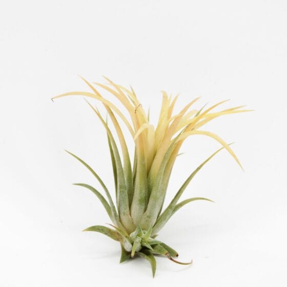 Oplątwa Tillandsia Ionantha Mix 3 kolory - obrazek 3
