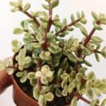 Portulacaria afra Variegata roślina do terrarium dla gadów pustynnych