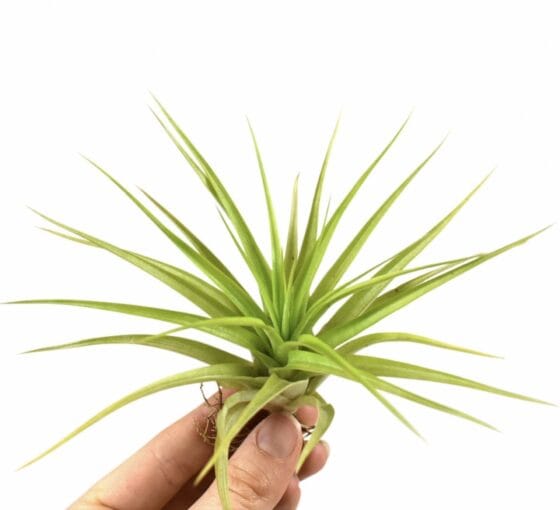 Oplątwa Tillandsia multiflora