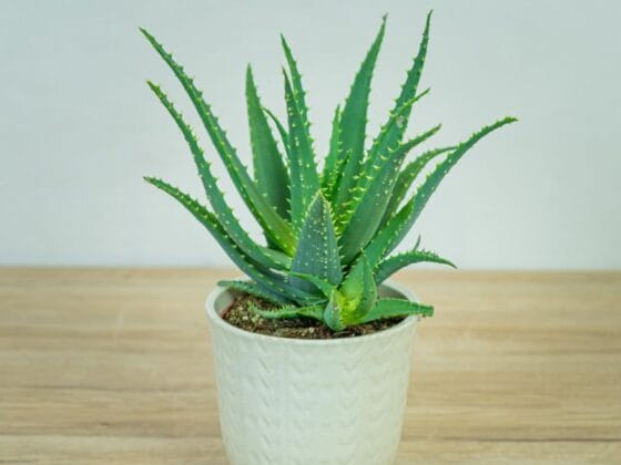 Sukulent Aloe Arborescens roślina do terrarium dla gadów pustynnych - obrazek 3
