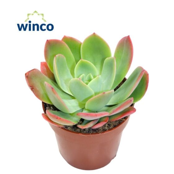 Sukulent Echeveria Luella roślina do terrarium dla gadów pustynnych - obrazek 2
