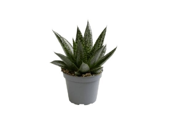 Sukulent Gasteria 'D Nella roślina do terrarium dla gadów pustynnych