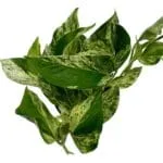 Epipremnum Scindapsus Marble Queen roślina do terrariów tropikalnych dla gadów
