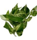 Epipremnum Scindapsus Marble Queen roślina do terrariów tropikalnych dla gadów