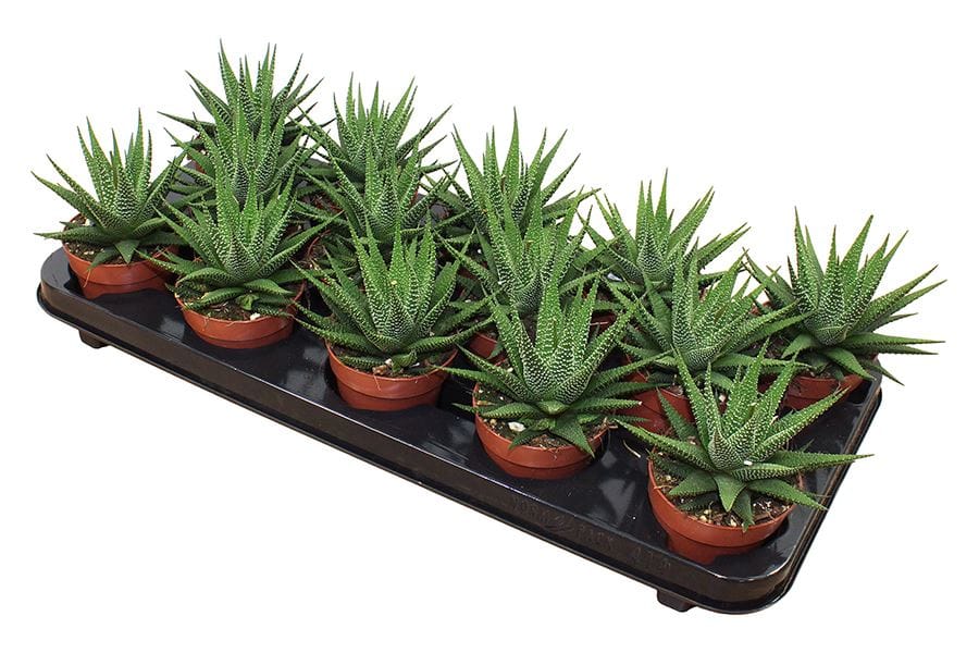 Sukulent Haworthia 'Universe' roślina do terrarium dla gadów pustynnych Sukulent Haworthia 'Universe' roślina do terrarium dla gadów pustynnych - obrazek 2